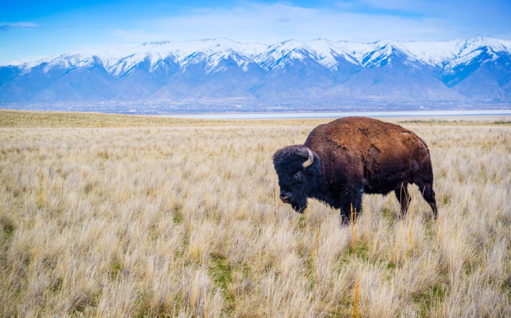 Bizon in Antelope Island State Park in Utah