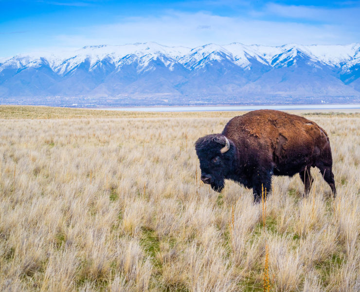 Bizon in Antelope Island State Park in Utah