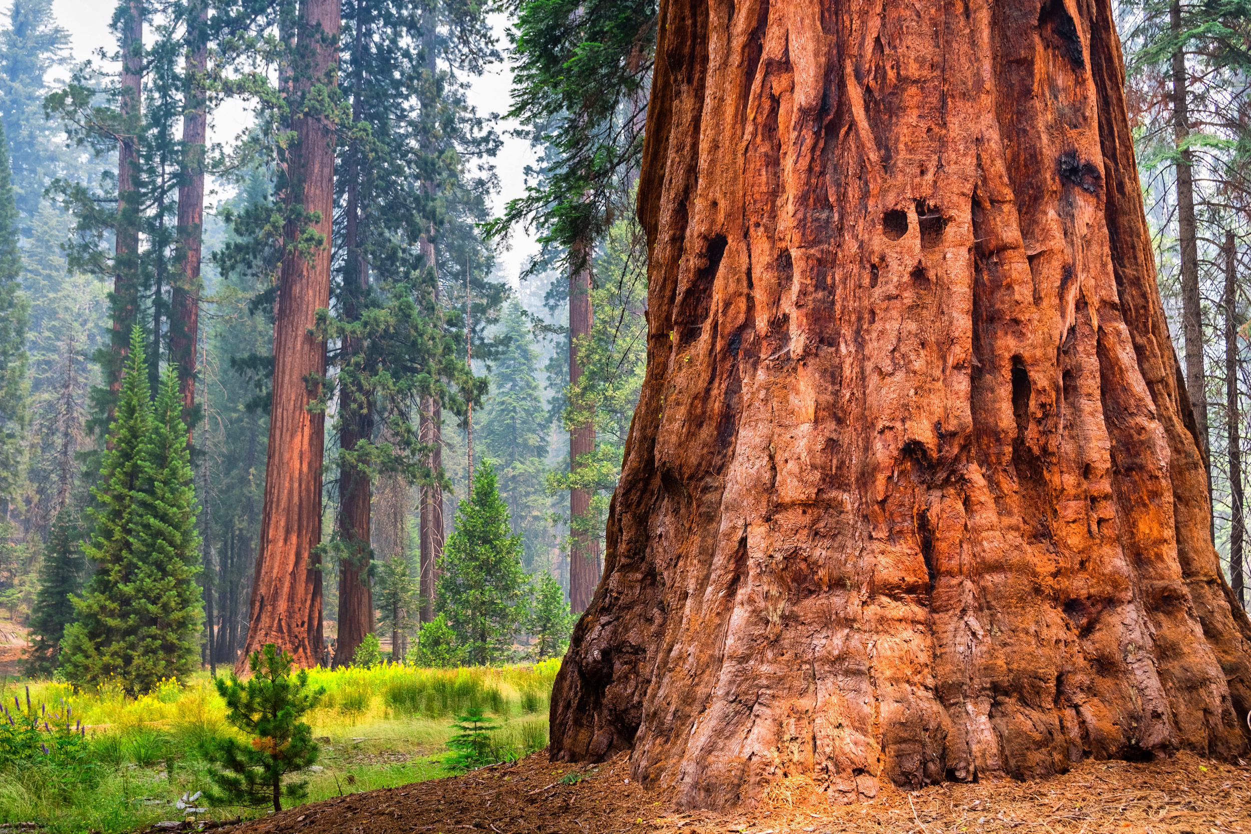 Sequoia National Park