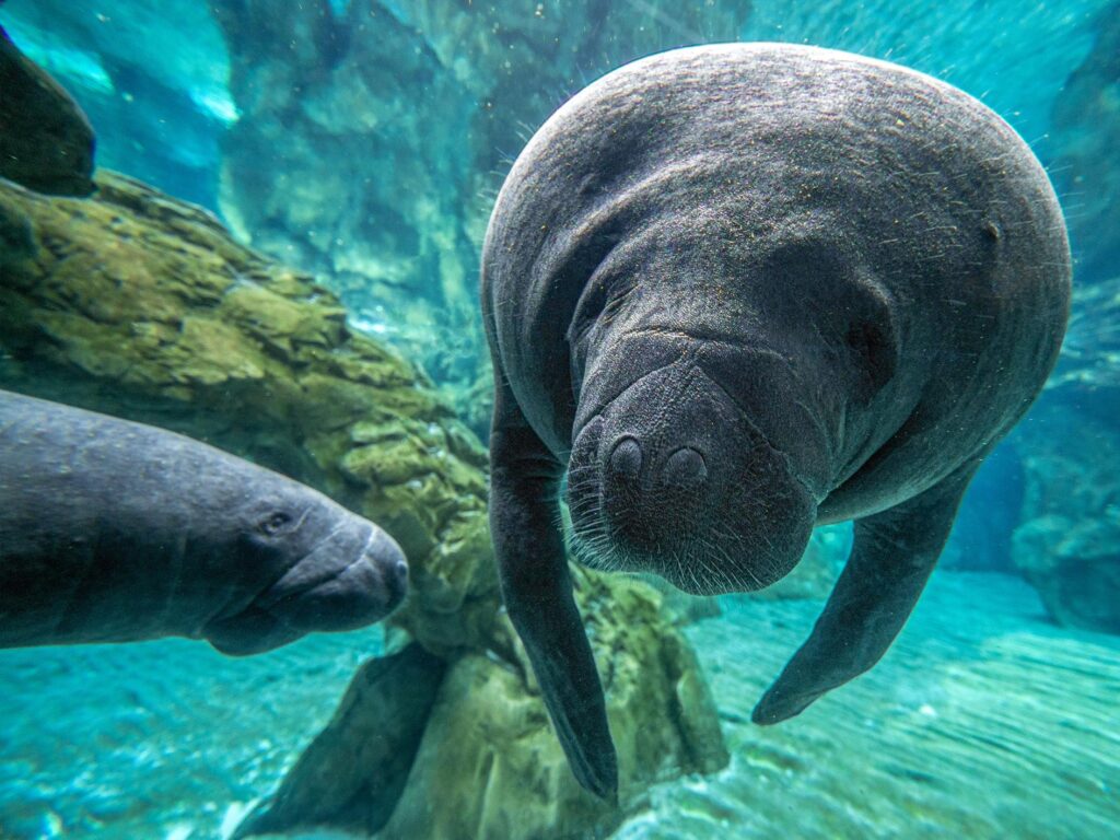 Zeekoeien (manatees) van dichtbij zien in het Bishop Museum of Science and Nature bradenton Zeekoeien (manatees) van dichtbij zien in het Bishop Museum of Science and Nature bradenton