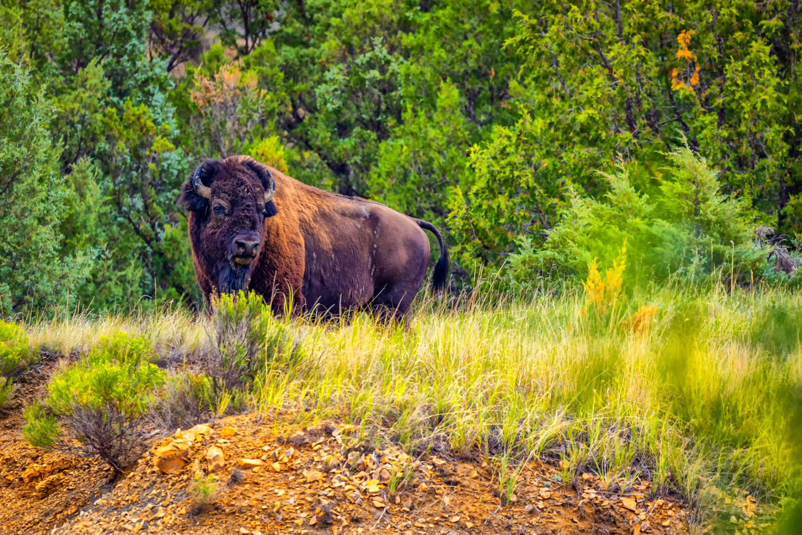 Een Amerikaanse bizon in Theodore Roosevelt National Park in North Dakota