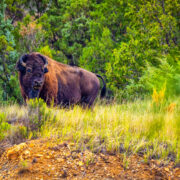 Een Amerikaanse bizon in Theodore Roosevelt National Park in North Dakota