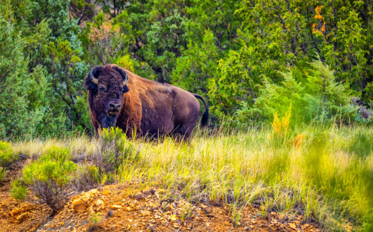 Een Amerikaanse bizon in Theodore Roosevelt National Park in North Dakota