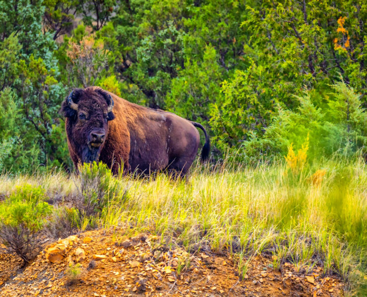 Een Amerikaanse bizon in Theodore Roosevelt National Park in North Dakota