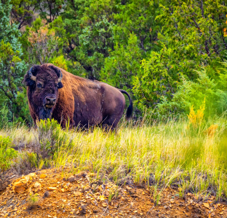 Een Amerikaanse bizon in Theodore Roosevelt National Park in North Dakota