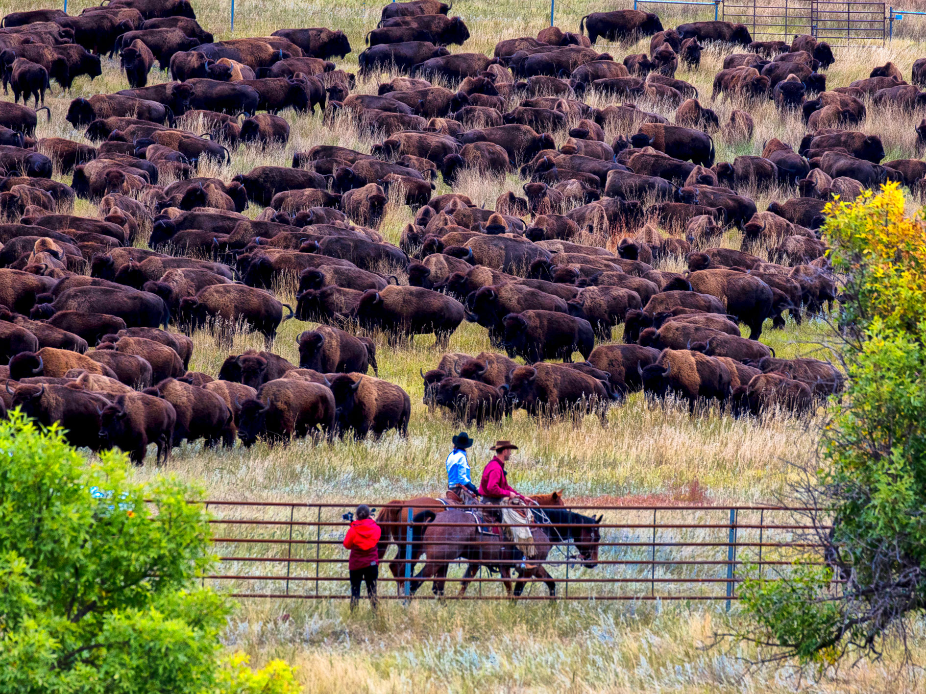 De jaarlijkse Buffalo Roundup in South Dakota De jaarlijkse Buffalo Roundup in South Dakota