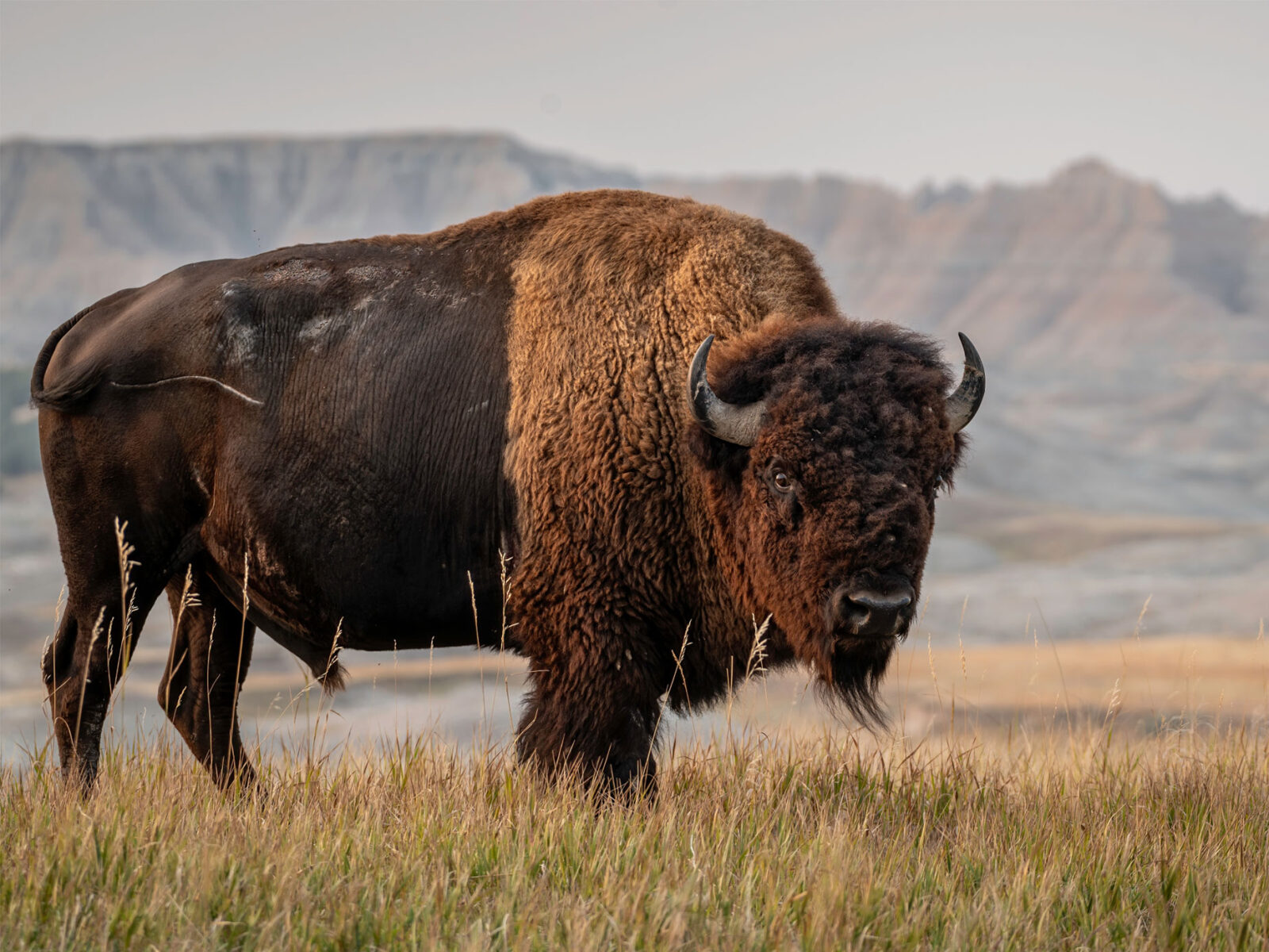 Een Amerikaanse bizon in de Badlands van South Dakota