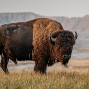 Een Amerikaanse bizon in de Badlands van South Dakota