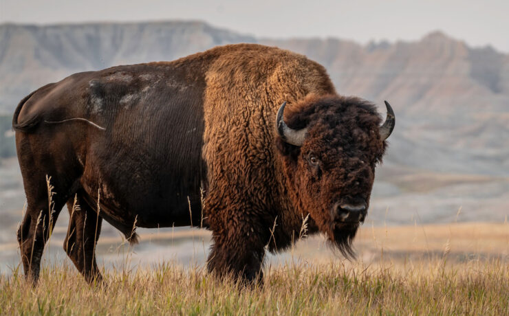 Een Amerikaanse bizon in de Badlands van South Dakota