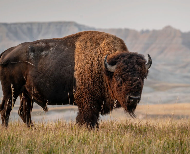 Een Amerikaanse bizon in de Badlands van South Dakota