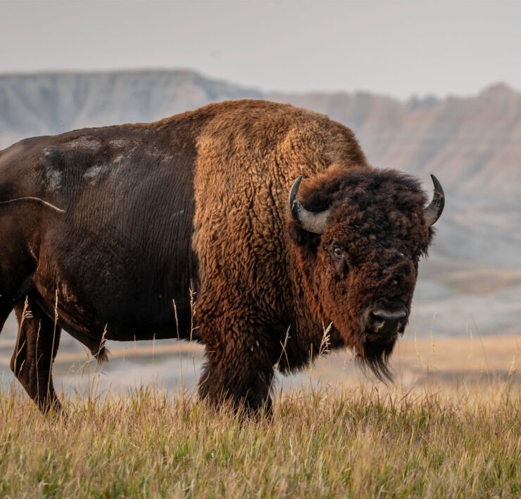 Een Amerikaanse bizon in de Badlands van South Dakota
