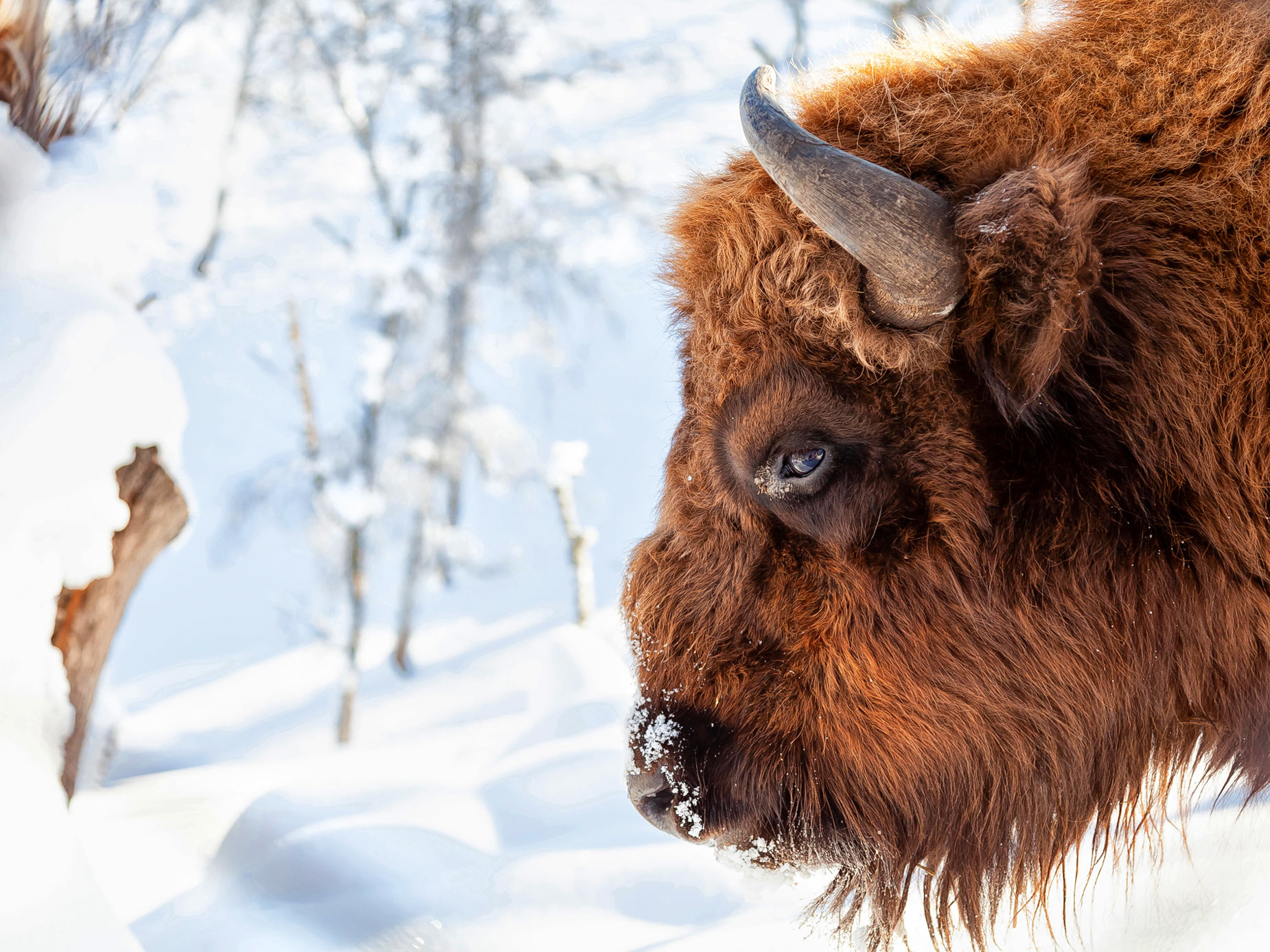 Een bizon in het National Elk Refuge in Jackson Hole, Wyoming