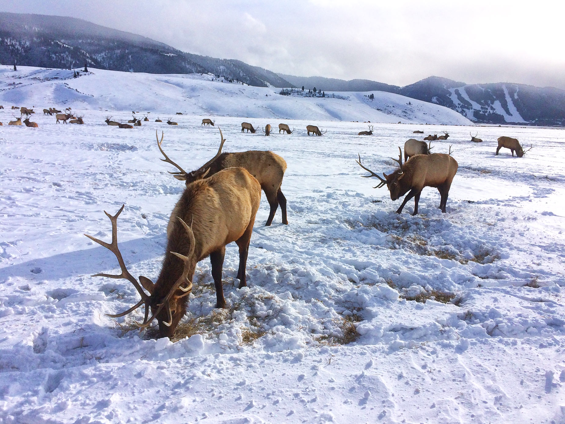 National Elk Refuge in Jackson Hole National Elk Refuge in Jackson Hole