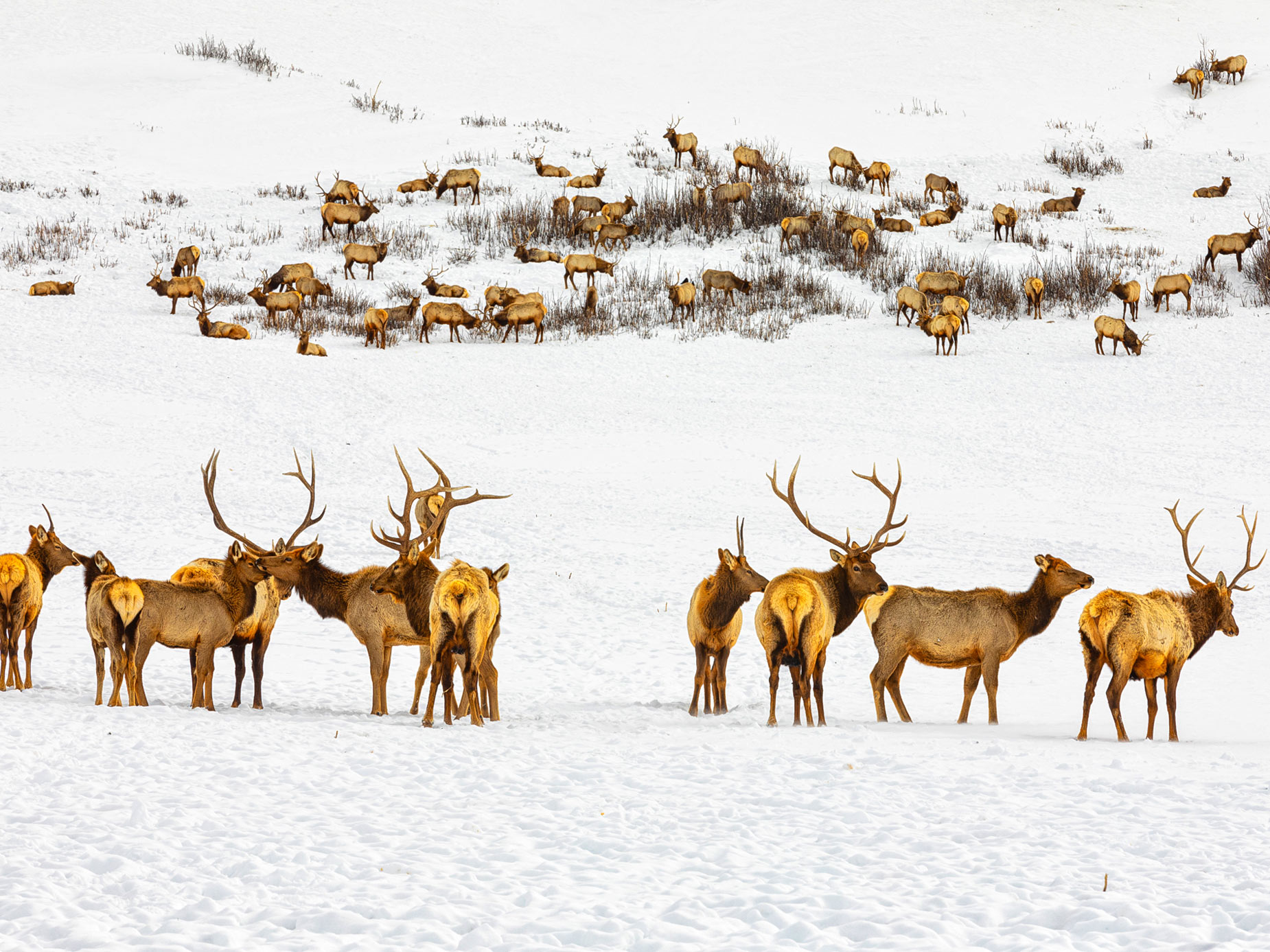 National Elk Refuge in Jackson Hole, Wyoming