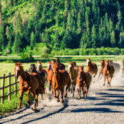 Red Horse Mountain Ranch, Harrison, Idaho
