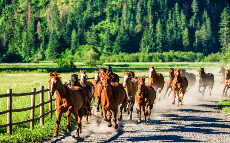 Red Horse Mountain Ranch, Harrison, Idaho