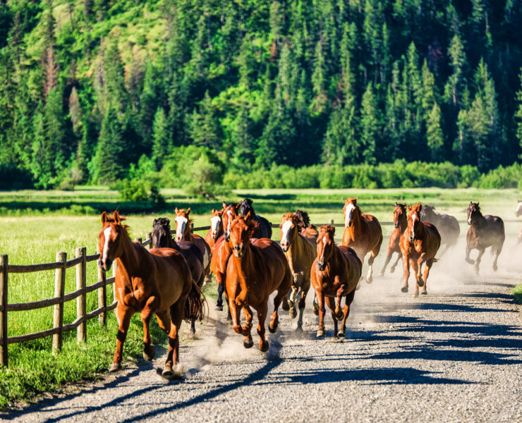 Red Horse Mountain Ranch, Harrison, Idaho