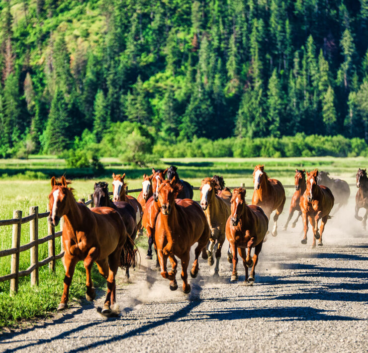 Red Horse Mountain Ranch, Harrison, Idaho