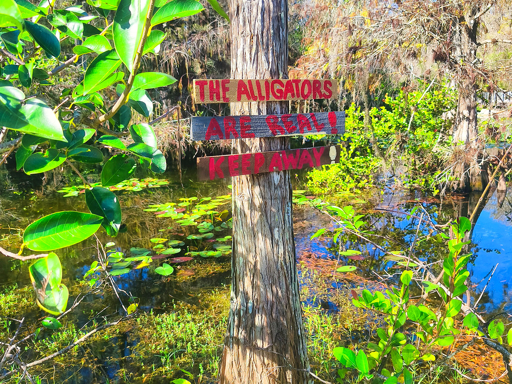 Big Cypress National Preserve, Florida Big Cypress National Preserve, Florida