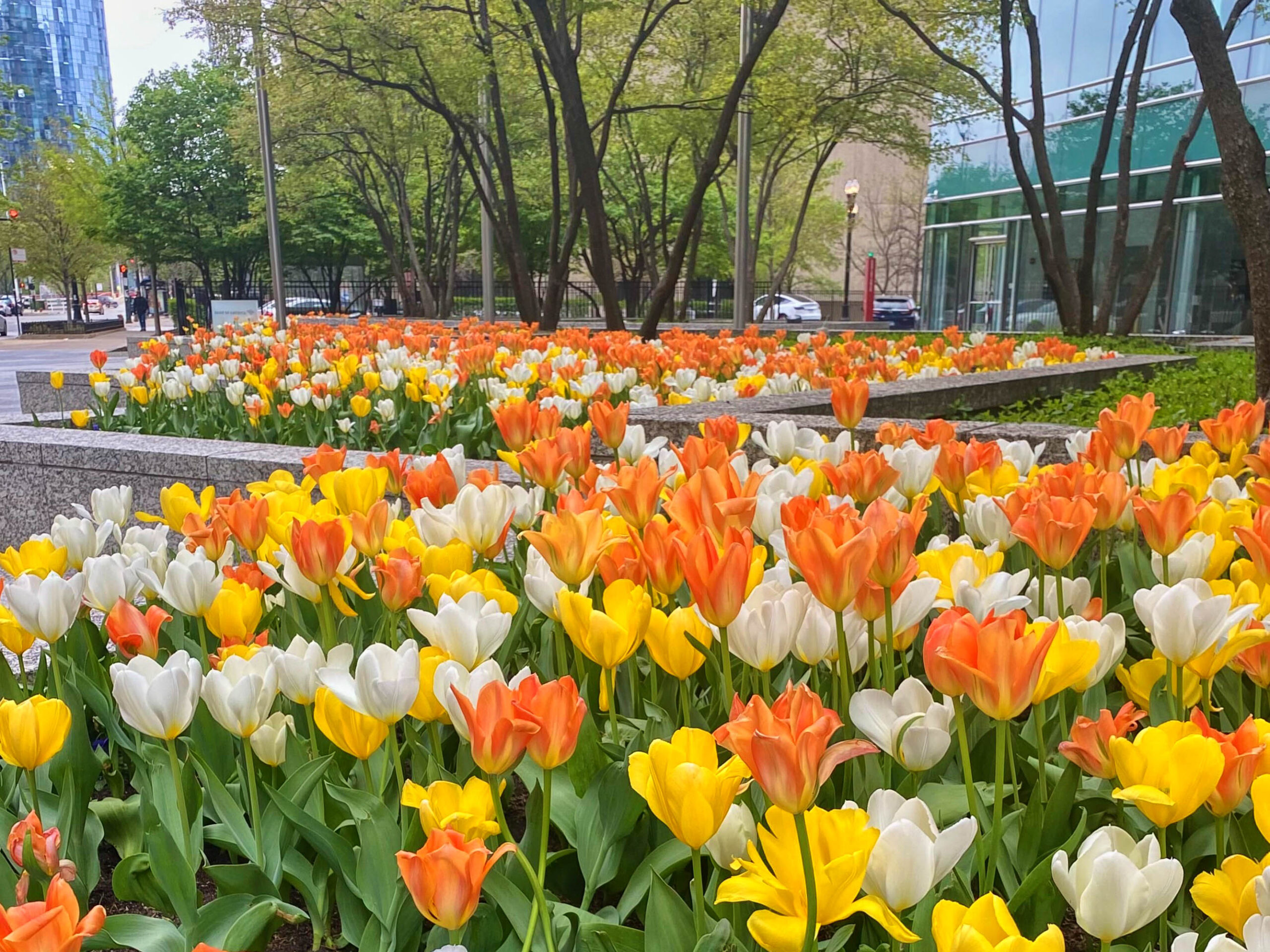Elk jaar worden in Chicago duizenden tulpenbollen geplant uit Nederland Elk jaar worden in Chicago duizenden tulpenbollen geplant uit Nederland