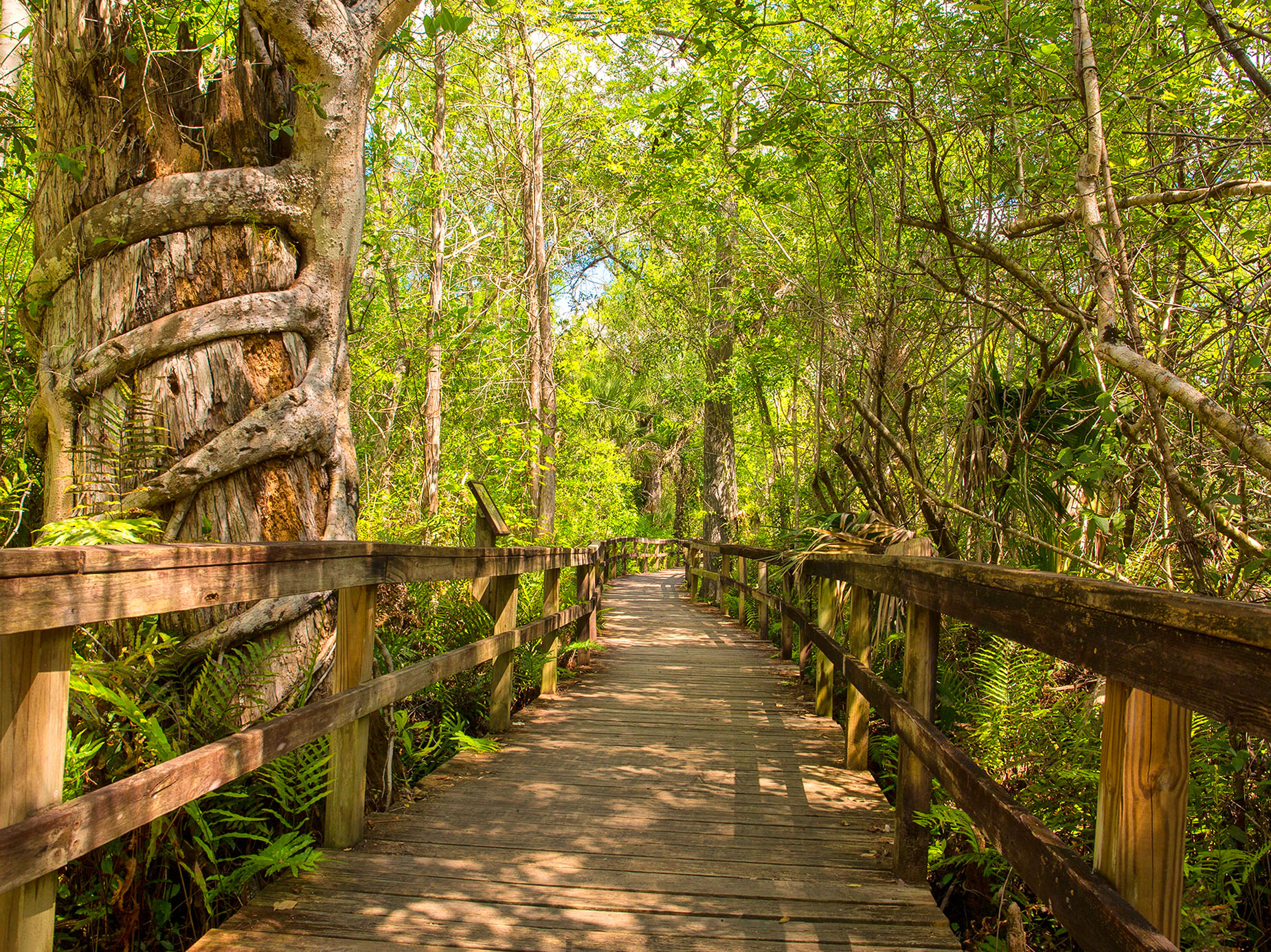 Boardwalk van het Big Cypress National Preserve