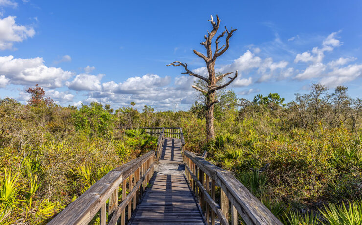 Briggs Boardwalk in het Rookery Bay National Estuarine Research Reserve