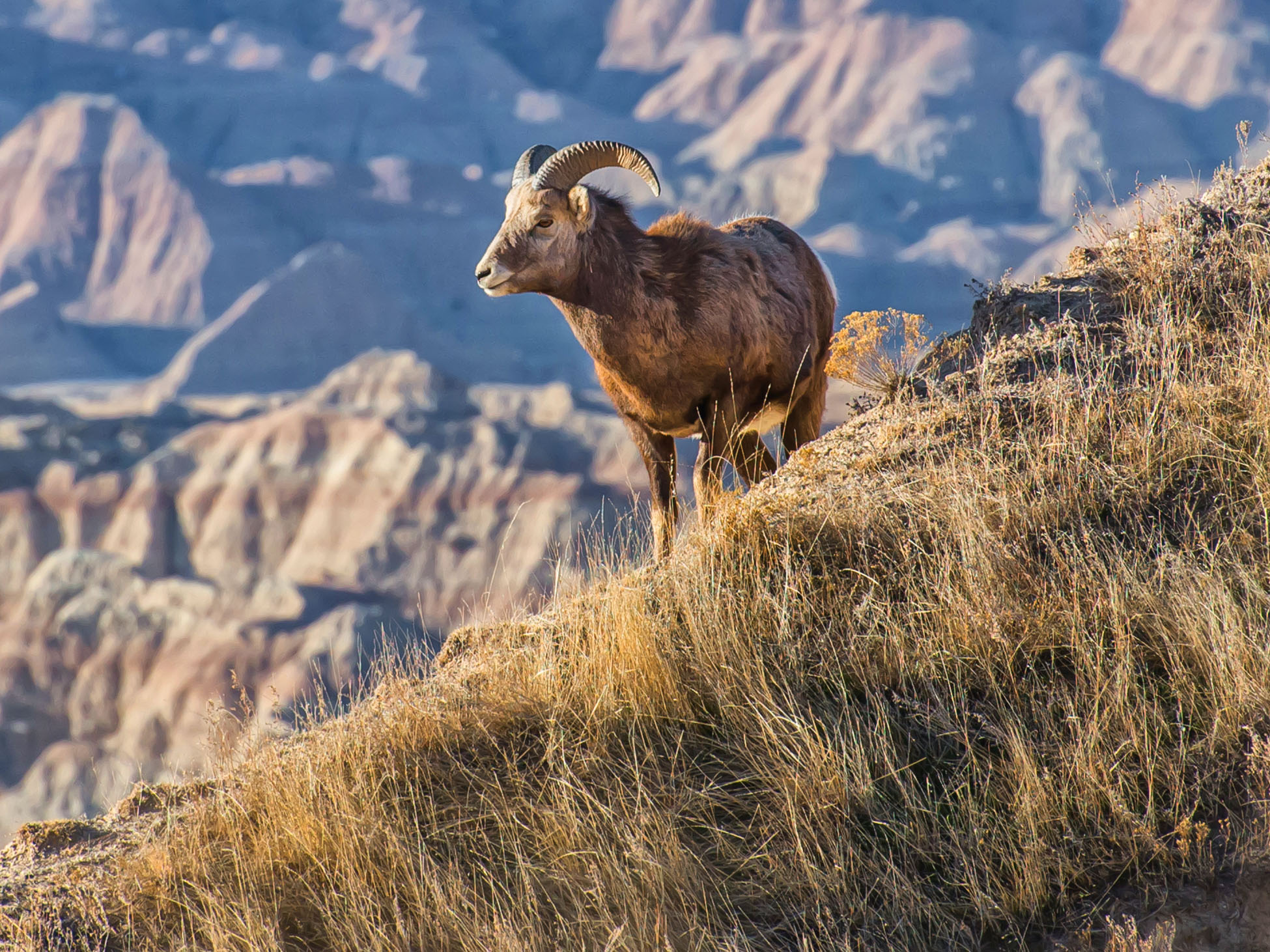 Een Bighorn sheep (dikhoornschaap) in Badlands National Park Een Bighorn sheep (dikhoornschaap) in Badlands National Park