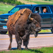 Een bizon in de Great American West