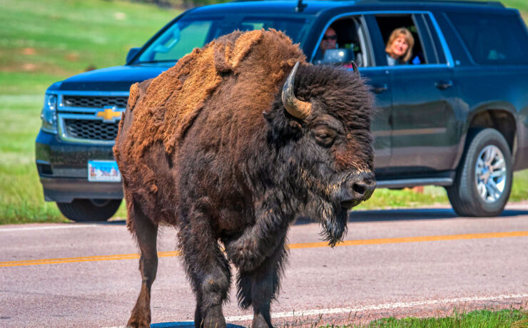 Een bizon in de Great American West