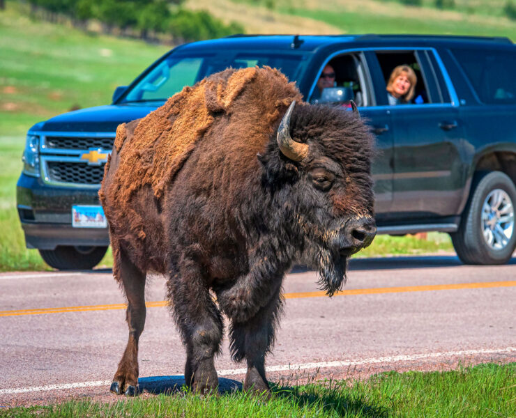 Een bizon in de Great American West