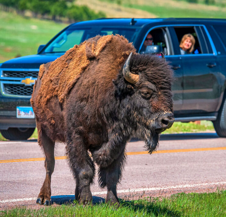 Een bizon in de Great American West