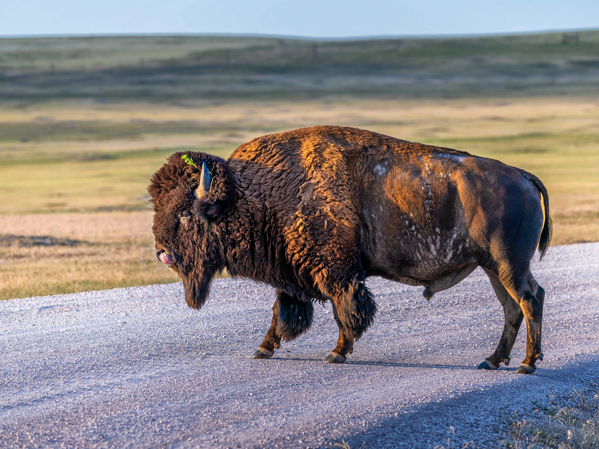Een bizon steekt de weg over in Badlands National Park