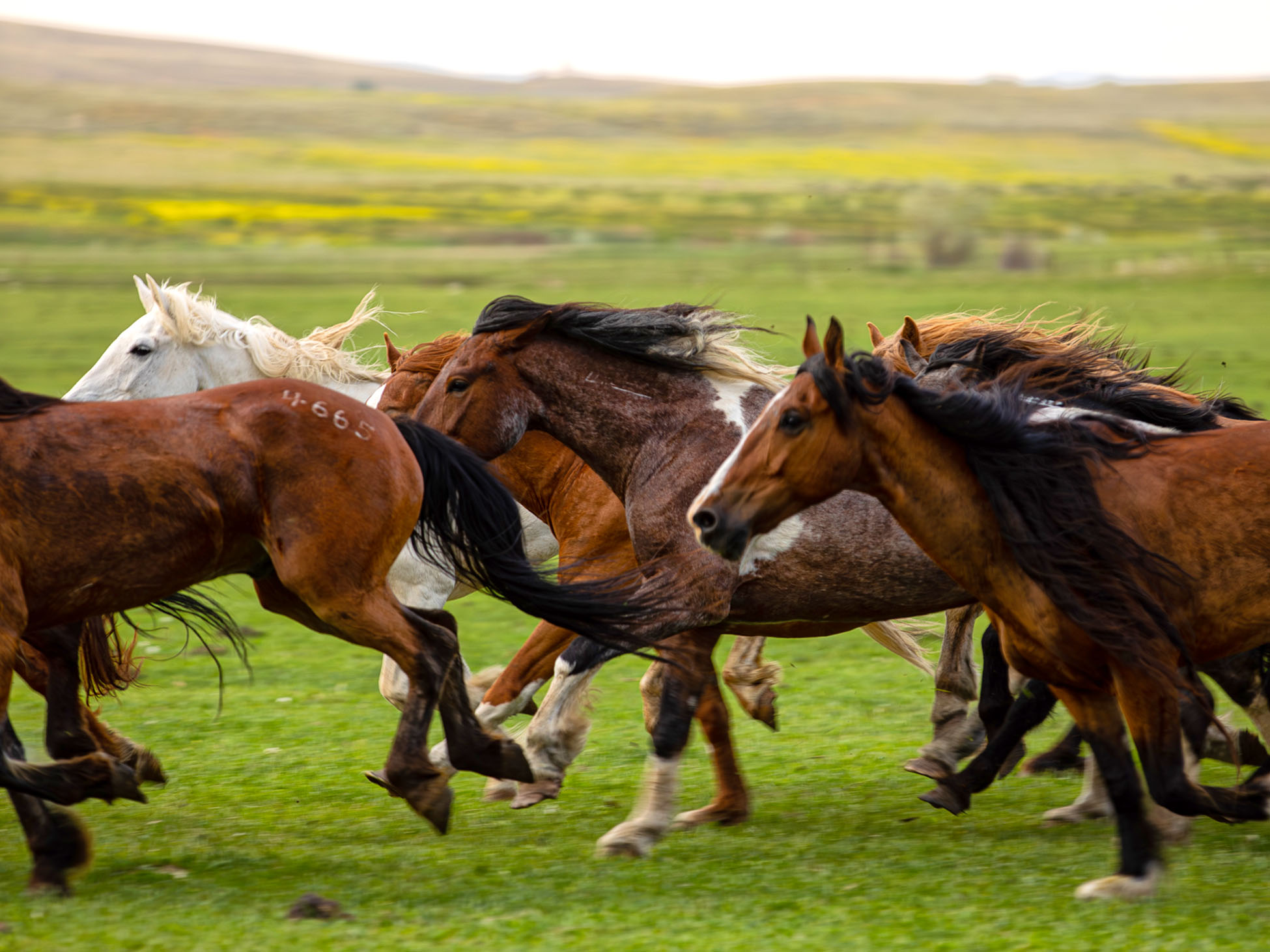 Wind River Wild Horse Sanctuary in Wyoming
