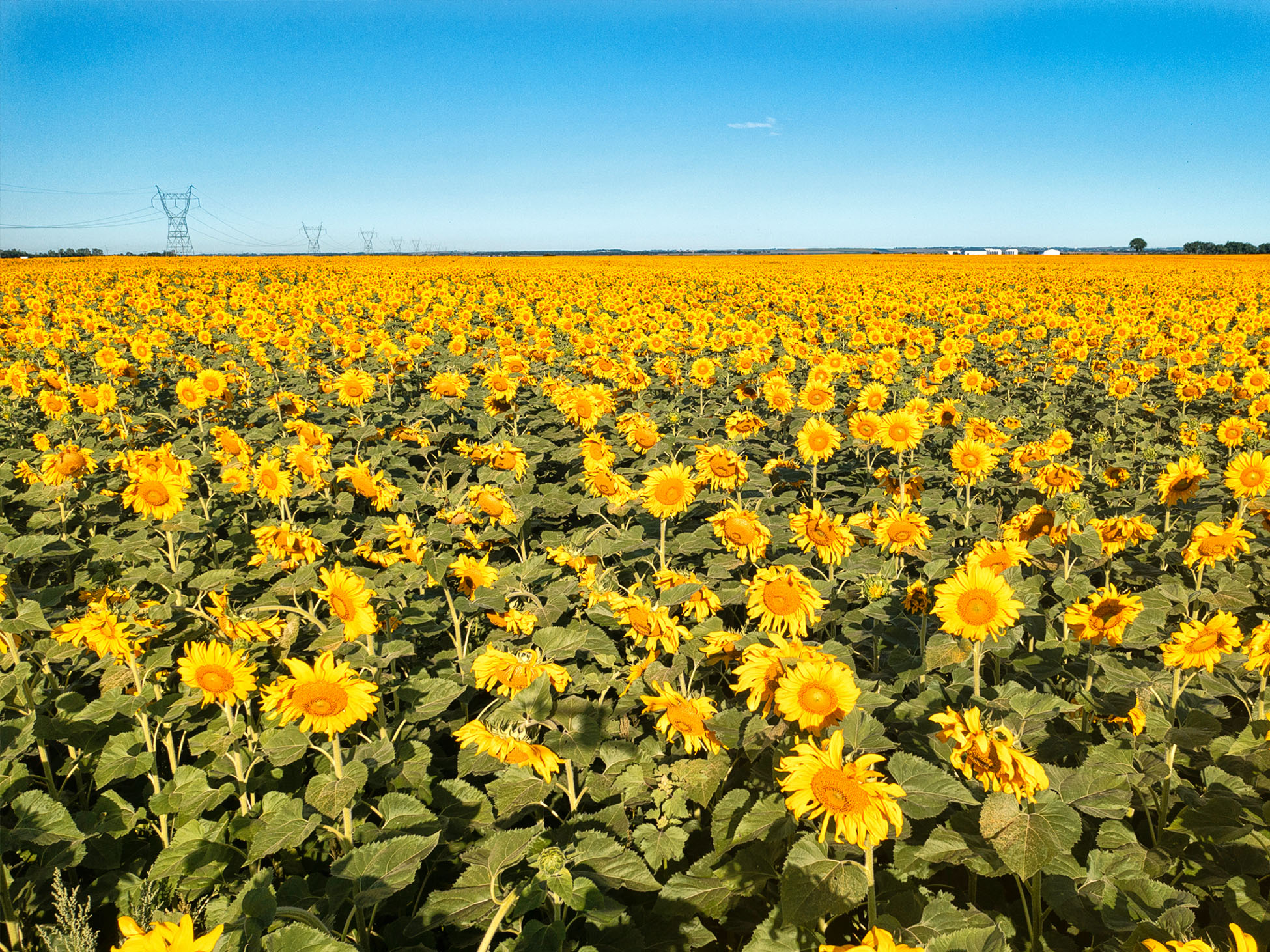 Zonnebloemvelden in de staat North Dakota